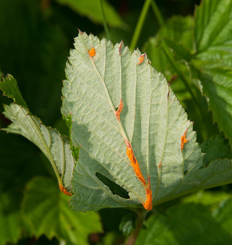 meadowsweet rust