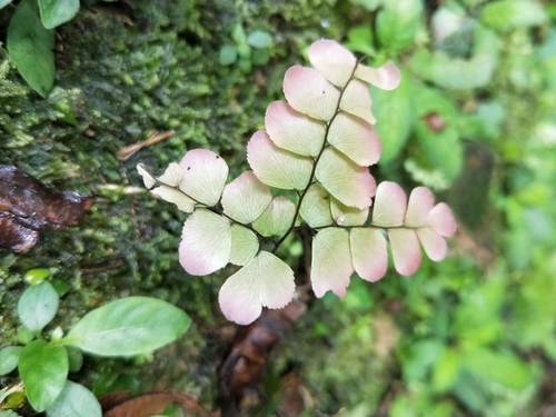 Adiantum flabellulatum