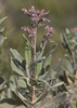 Thick-leaved Yerba Santa - Photo (c) Anne, all rights reserved