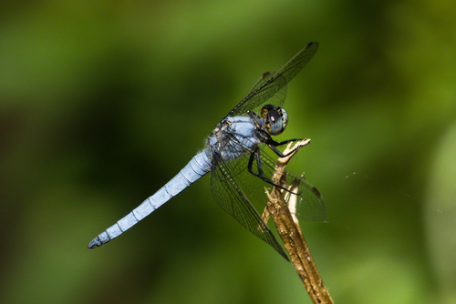 Southern Skimmer