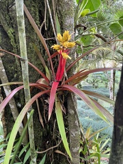 Guzmania zahnii image