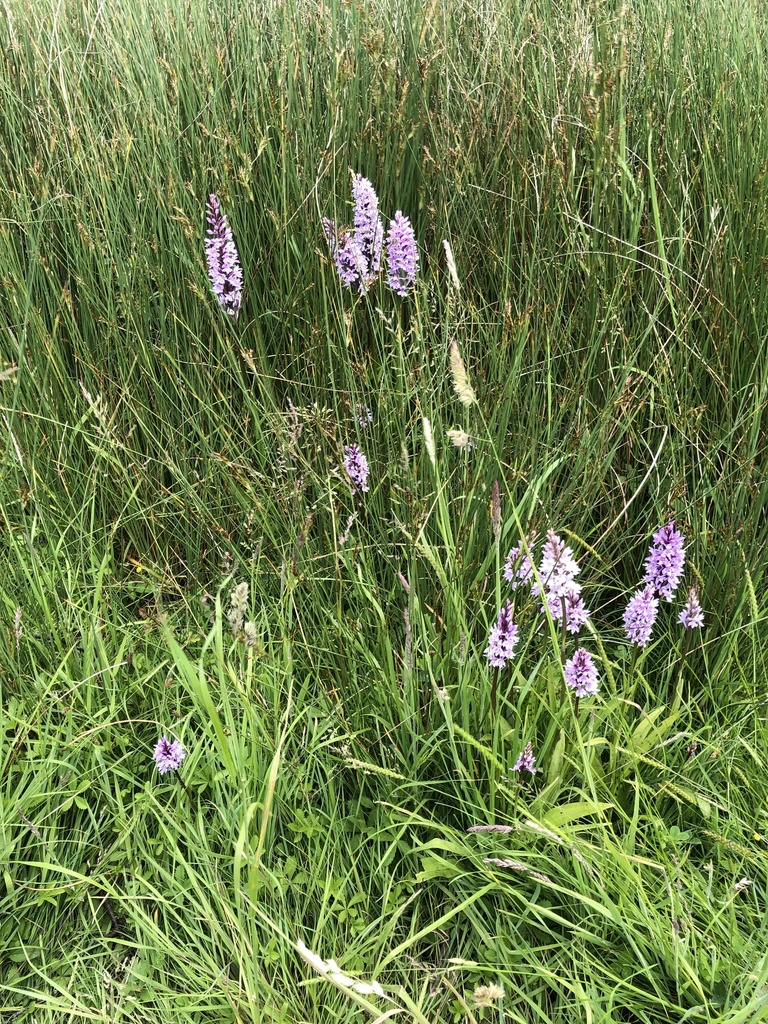 Common Spotted Orchid from Knocking Hoe, Hitchin, Inglaterra, GB on ...