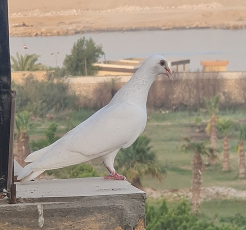 Feral Pigeon