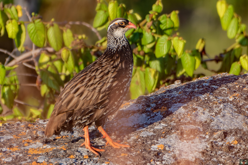 Swierstra's Spurfowl photo