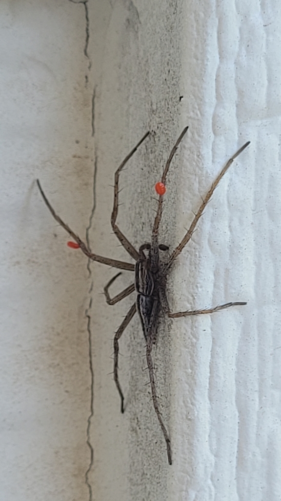 Slender Crab Spiders from Woodland Hills, UT 84653, USA on June 10, 2022 at 0652 PM by Jason