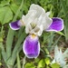 Iris × hybrida - Photo (c) Matthew Moellendick, όλα τα δικαιώματα διατηρούνται, uploaded by Matthew Moellendick