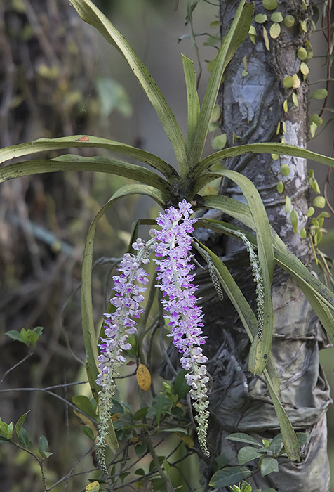 Rhynchostylis retusa (Rhynchostylis retusa)