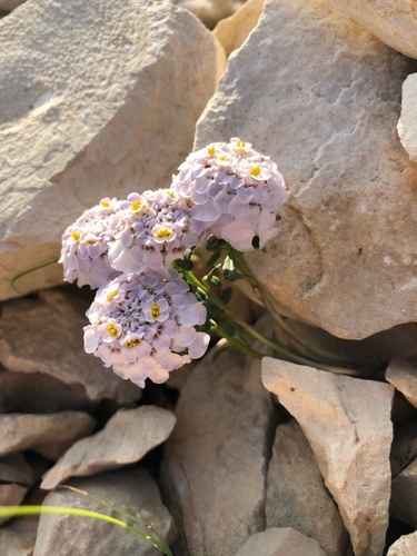 Iberis aurosica