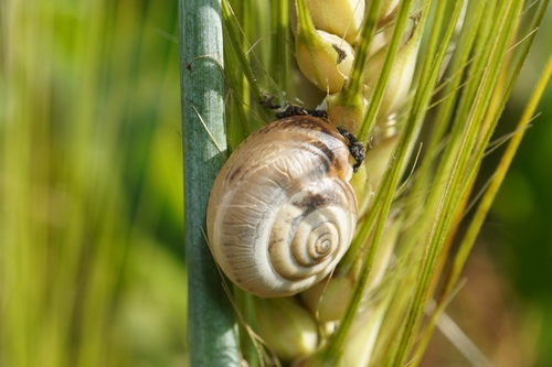 Carthusian Snail