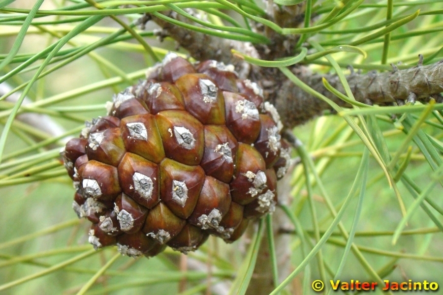 Pinus pinea
