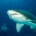 Sand Tiger Sharks - Photo (c) Ian Shaw, all rights reserved, uploaded by Ian Shaw