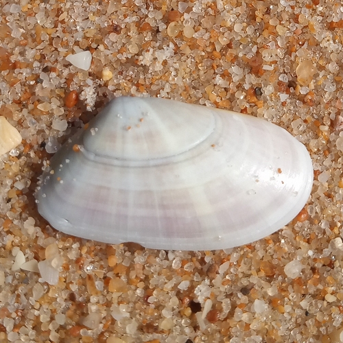 Wedge Clam