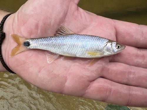 Slender Blacktail Shiner