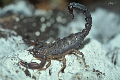 Mexican Scorpion
