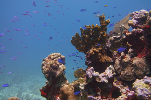 Blue Chromis