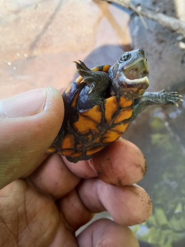 Scorpion Mud Turtle