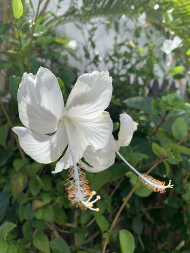 Red Hibiscus