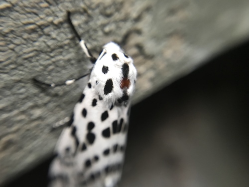 Many-spotted Tiger Moth