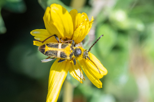 Triodoclytus lanifer