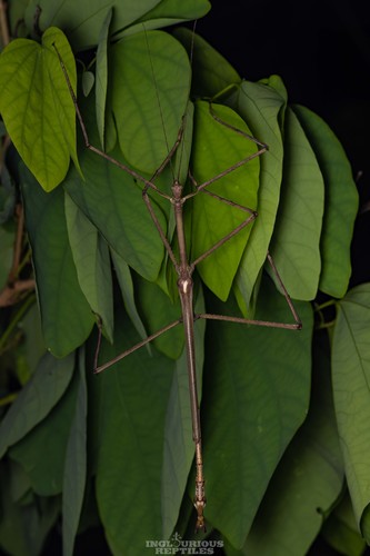 Tirachoidea jianfenglingensis