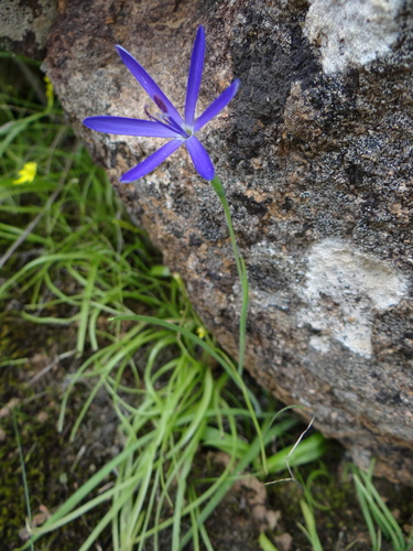 Kamiesberg Satin (Geissorhiza kamiesmontana)