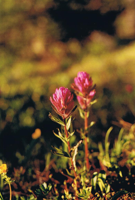 Olympic Indian paintbrush from Clallam County, WA, USA on August 1 ...