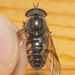 Hybomitra lurida - Photo (c) Owen Ridgen, todos los derechos reservados, subido por Owen Ridgen