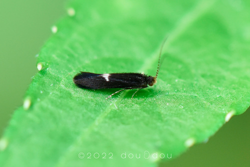Melanotrichia hwangi