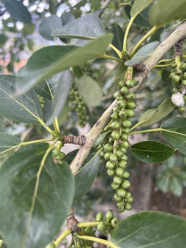 mongolian poplar