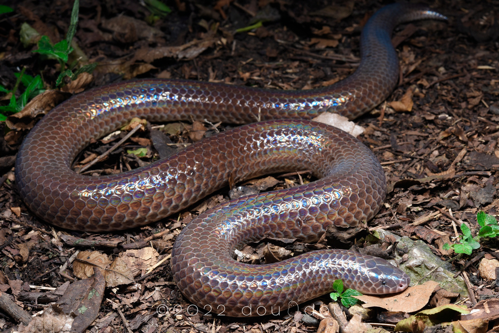 Hainan Sunbeam Snake from 中国广东省 on June 7, 2022 at 09:14 PM by 豆豆 ...