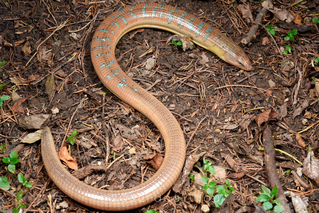 Hart's Glass Lizard from 中国广东省 on June 7, 2022 at 0946 PM by 豆豆