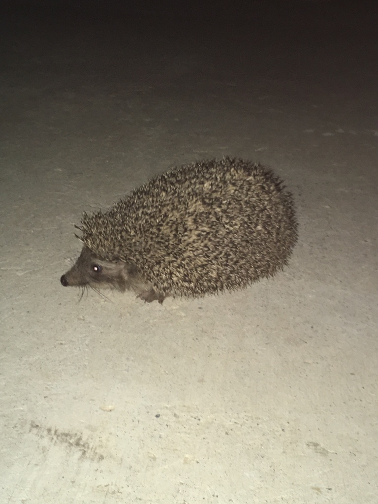 Eastern European Hedgehog From 2024 Sk Urla Zmir TR On May 29   Large 