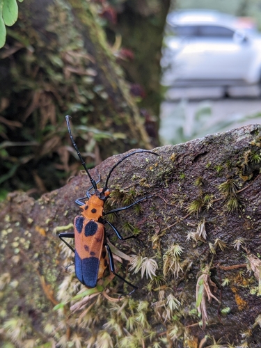 Callistoprionus