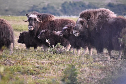 Muskox