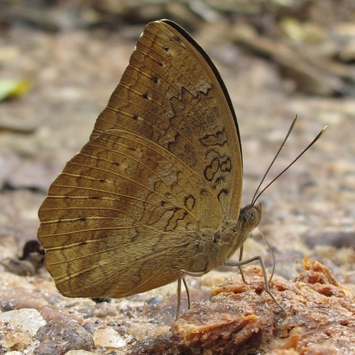 Common Palm Forester