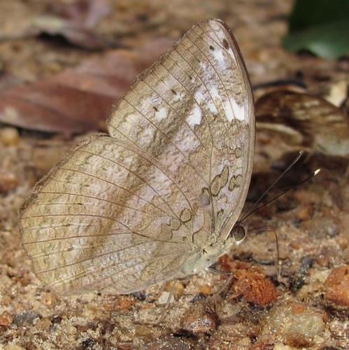 Common Palm Forester