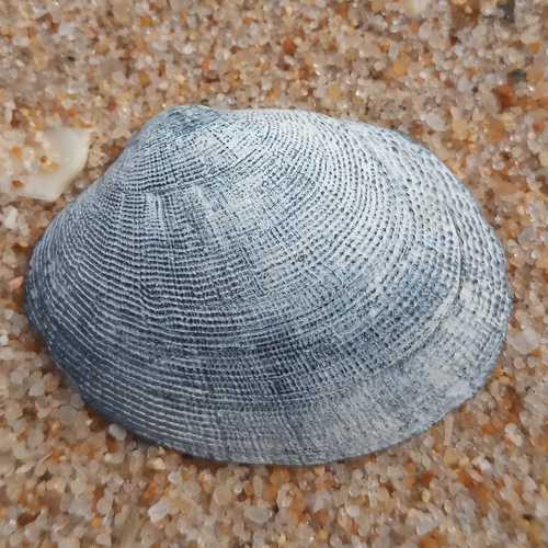 grooved carpet shell