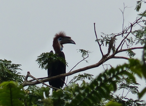 Yellow-casqued Hornbill