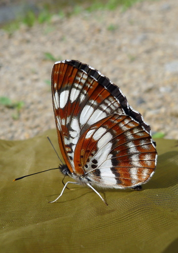 Neptis andetria