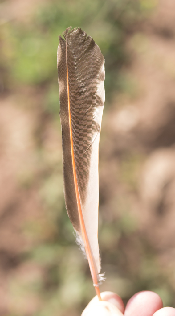 Northern Red-shafted Flicker from Coconino County, US-AZ, US on June 26 ...