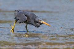＊Lang kawiページ＊ Langkawi, MY, KH · iNaturalist
