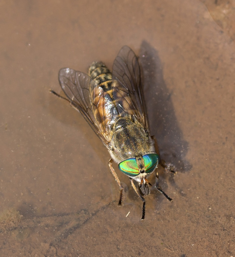 Tabanus laticornis