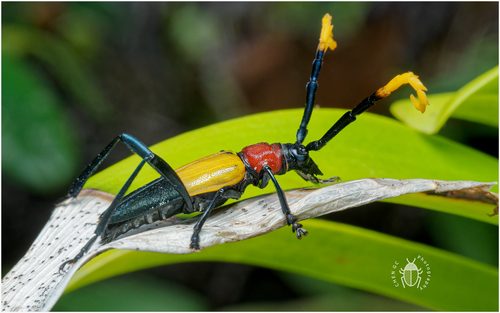 Pachyteria basalis
