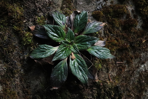 Corallodiscus kingianus
