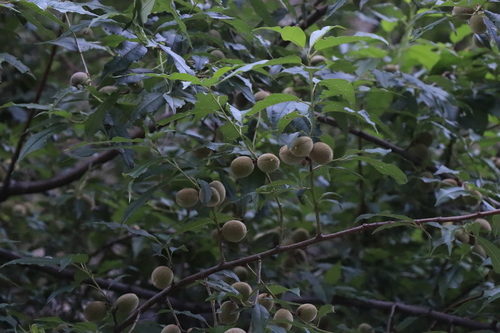 Smooth stone peach