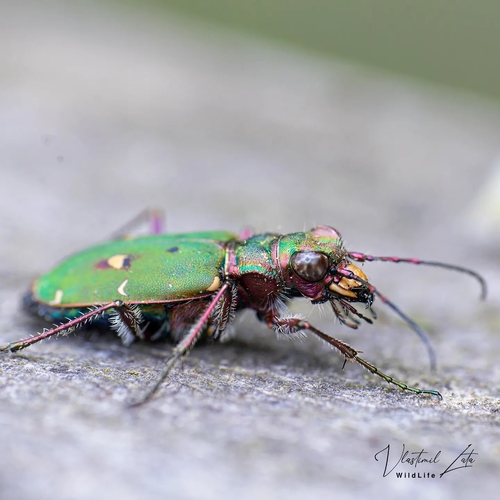 Green Tiger Beetle