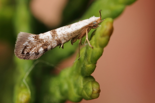 Western cedar leaf miner