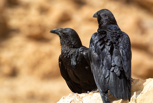 Fan-tailed Raven