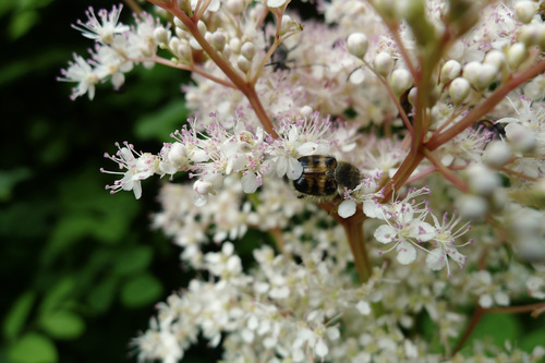 Siberian Meadowsweet