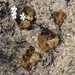 Drosera magna - Photo (c) lync, todos los derechos reservados